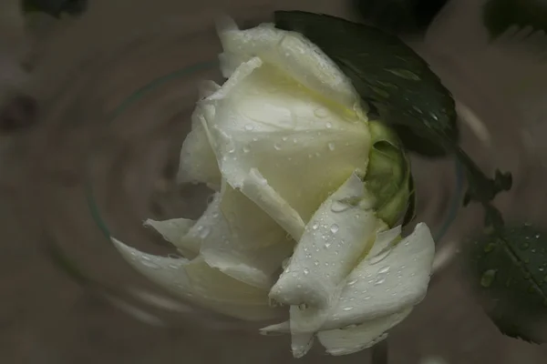 Weiße Rose Mit Tautropfen Auf Einem Hintergrund Abstrakter Spirale — Stockfoto
