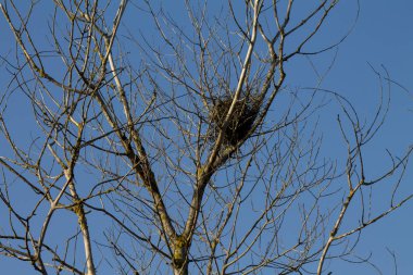 Öğleden sonra gökyüzüne karşı ağaç herhangi olmadan kışın yaprak.