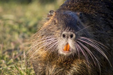 Coypu veya nehir faresi olarak da adlandırılan bir eğitimin fotoğrafını ekrana kapatın