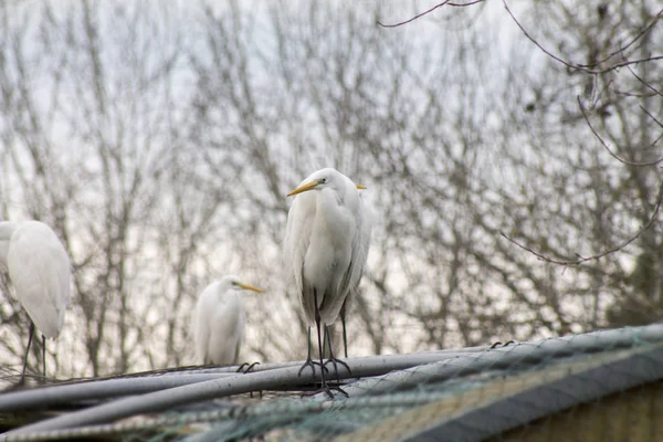 Egret on in the wild — Stock Photo, Image