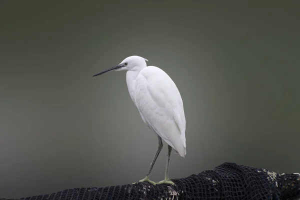 野生の白鷺 — ストック写真