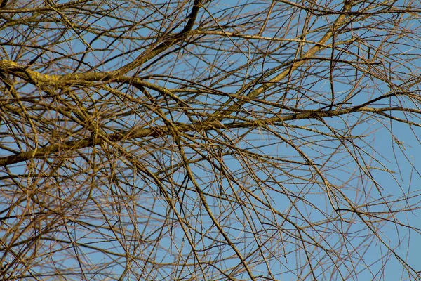 Copac în timpul iernii fără frunze împotriva cerului de după-amiază . — Fotografie, imagine de stoc