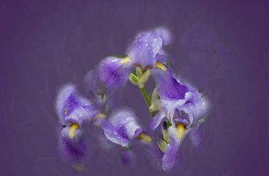 mor bir yumuşak zemin üzerine mor Iris