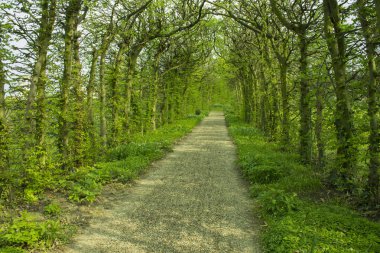 Geçit Lane yolu ile yeşil ağaçlar Park. Güzel sokak, yol Parkı'nda. Yaz orman yol.