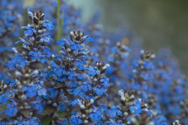 Fundo azul com pequenas flores azuis — Fotografia de Stock