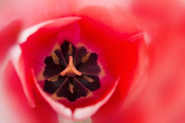 Tulipe de printemps rouge vif — Photo