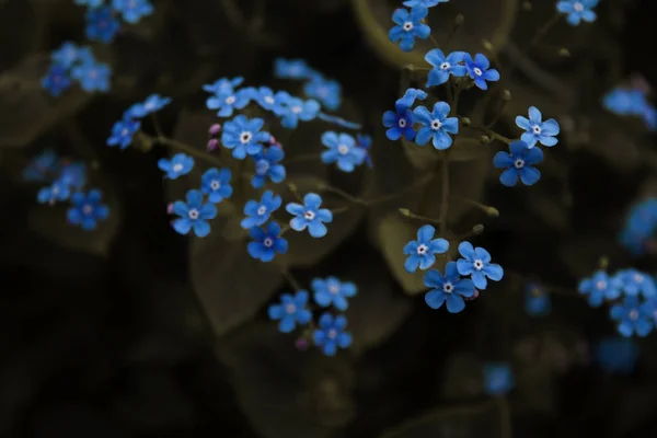 Květy tmavě modré hvězdnou oblohu Stock Obrázky