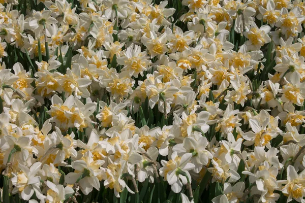 White Daffodil spring blossom in park .background narcissus — Stock Photo, Image