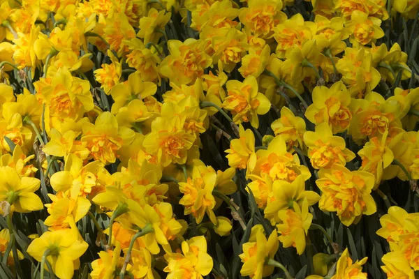 Piękne kwitnące żółte żonkile w parku. Tło żółtego żonkil, Narcyz — Zdjęcie stockowe