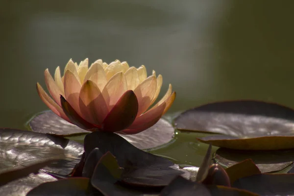 Lotusbloem Water Zonlicht Close — Stockfoto