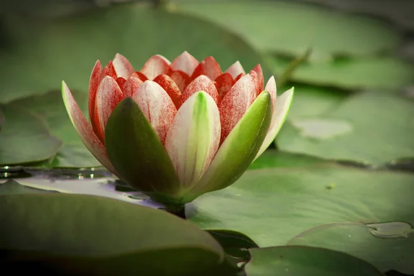 Flor Lótus Complementado Pelas Cores Ricas Superfície Água Azul Profunda — Fotografia de Stock