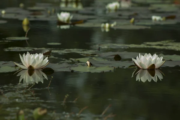 Ninfeia Branca Hardy Waterlily Lagoa — Fotografia de Stock