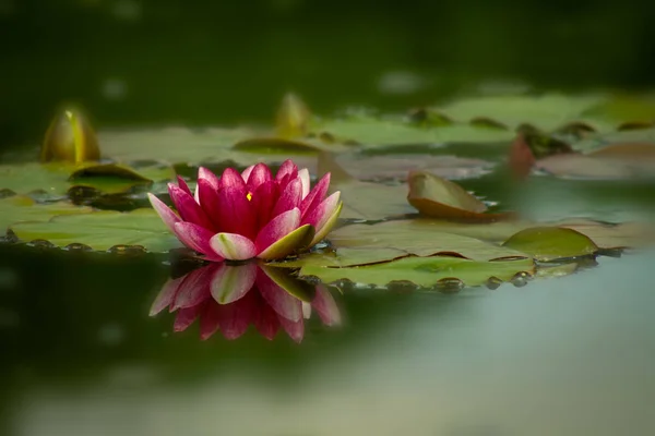 Red Nymphaea Hardy Waterlily Pond — Stock Photo, Image