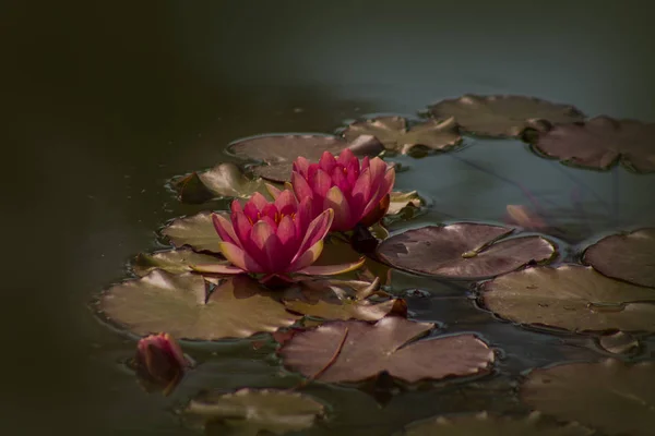 Röd Nymphaea Hardy Näckros Dammen — Stockfoto