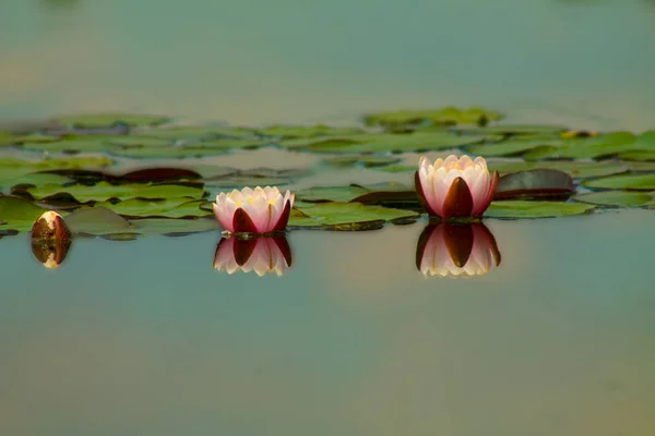 Pink waterlily or lotus flower in pond — Stock Photo, Image