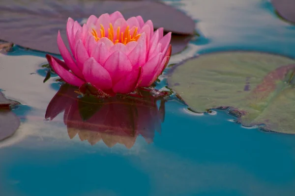 Une belle fleur rose de nénuphar ou lotus dans l'étang — Photo
