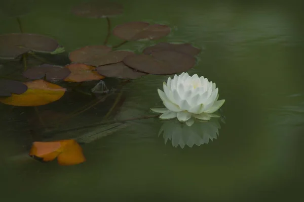 A beautiful white waterlily or lotus flower in pond — Stock Photo, Image