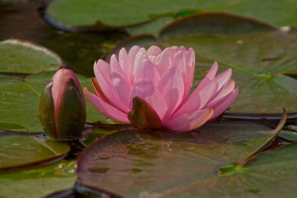 Rosa vattenlilja eller lotusblomma i damm — Stockfoto