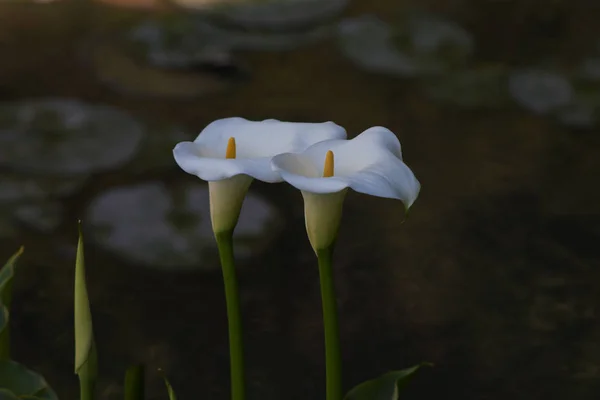 Calla Elegante Pacifica Piena Fioritura Calla Lily — Foto Stock