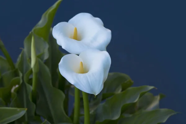 Elegant și liniștit plin de înflorire Calla Lily — Fotografie, imagine de stoc