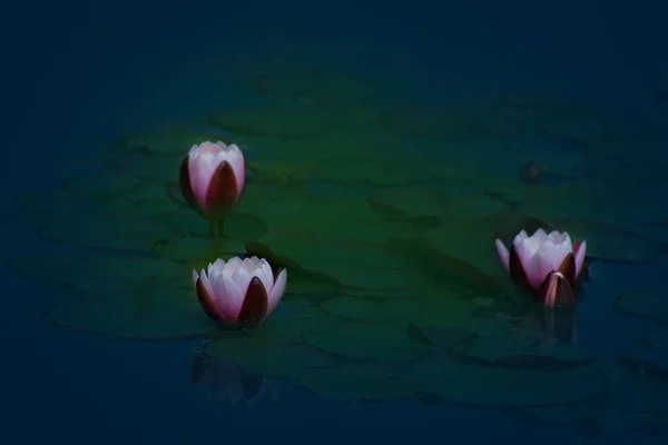 Mooie Lotusbloem Een Vijver Weerspiegeld Water — Stockfoto