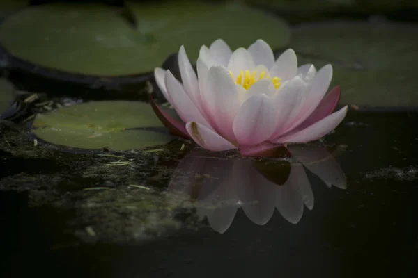 Belle fleur de lotus dans un étang — Photo