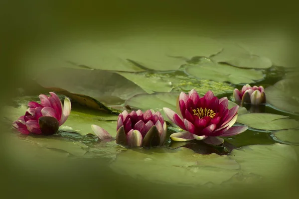 Vackra lotusblomma i en damm — Stockfoto