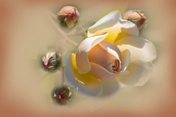 Rose flower with buds on blurred background — Stock Photo, Image