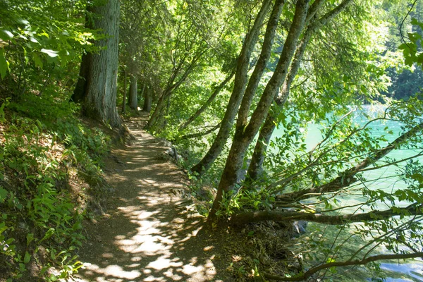 Path Forest Lake Tovel Italy — Stock Photo, Image