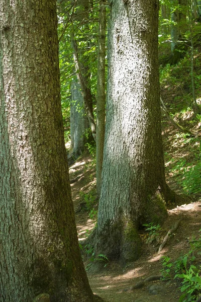 Two Centennial Trees Mountain Forest Italian Alps — Stock Photo, Image