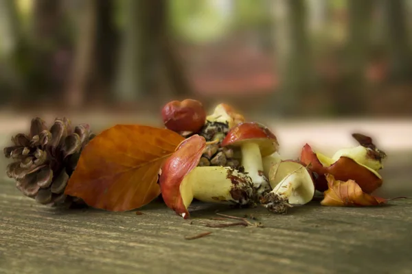 Suillus houby na dřevěné — Stock fotografie