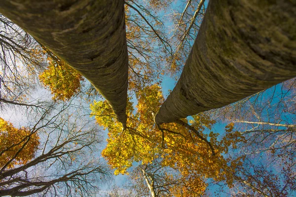 Colorido Árbol Otoño Bosque Vista Desde Abajo Contra Cielo Azul —  Fotos de Stock