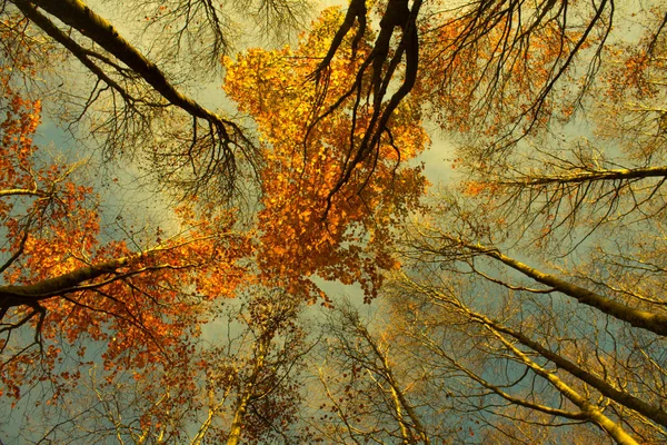 Barevný Podzimní Strom Lese Spodní Pohled Modré Obloze — Stock fotografie