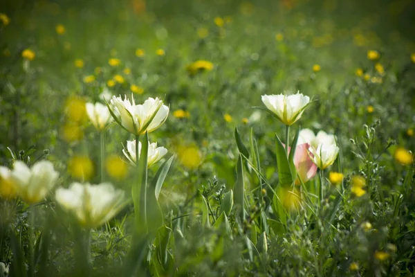 春天的花园里绽放着新鲜的郁金香 — 图库照片