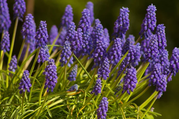 Blaue Blume Muscari Blume Oder Eine Maushyazinthe Nahaufnahme — Stockfoto