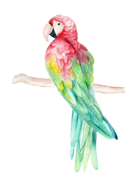 Hand Drawn Watercolor Illustration Colorful Tropical Parrot Branch Isolated White — 스톡 사진