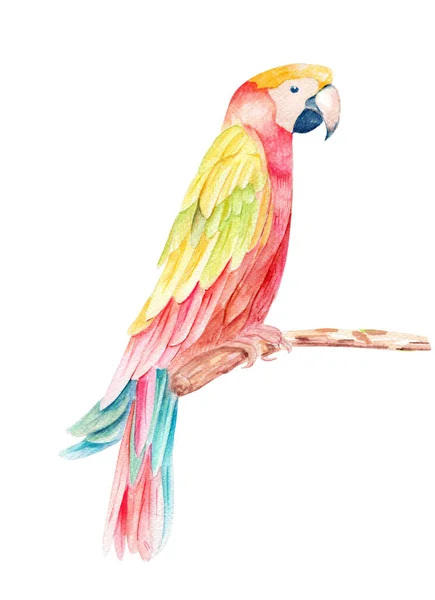 Akvarel Ručně Kreslené Ilustrace Pestrobarevným Papouškem Větvi Izolované Bílém — Stock fotografie