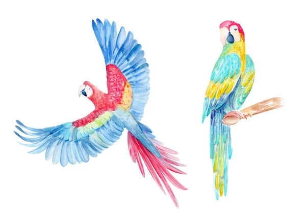 Watercolor Hand Drawn Illustration Set Two Bright Colorful Parrots Branch — Stock Photo, Image