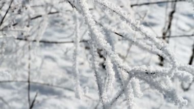 Donmuş ağaçlar. Kış.