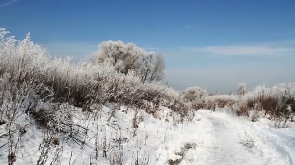 Arbres gelés. Hiver . — Video