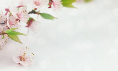 Arka planda bahar çiçekleri var. Kopyalama alanı olan çiçek arkaplanı.