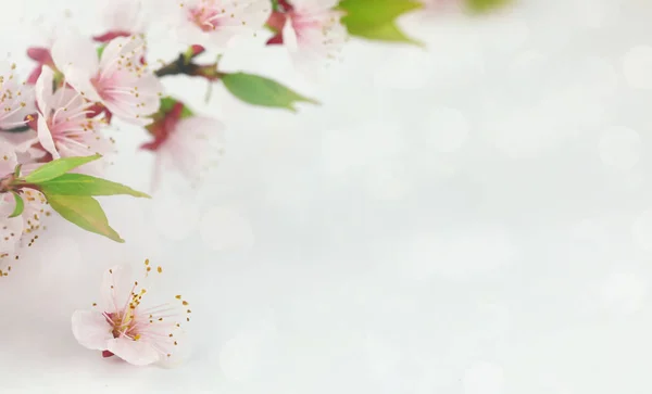 Tło Wiosennymi Kwiatami Tło Florystyczne Przestrzenią Kopiowania — Zdjęcie stockowe