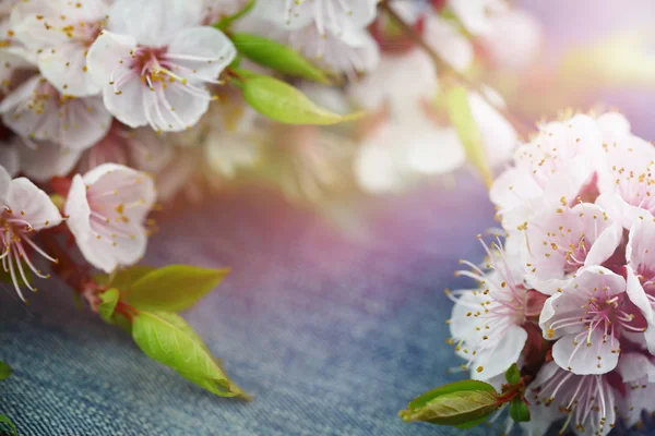 Hintergrund Mit Frühlingsblumen Florial Hintergrund Mit Kopierraum Auf Jeans — Stockfoto