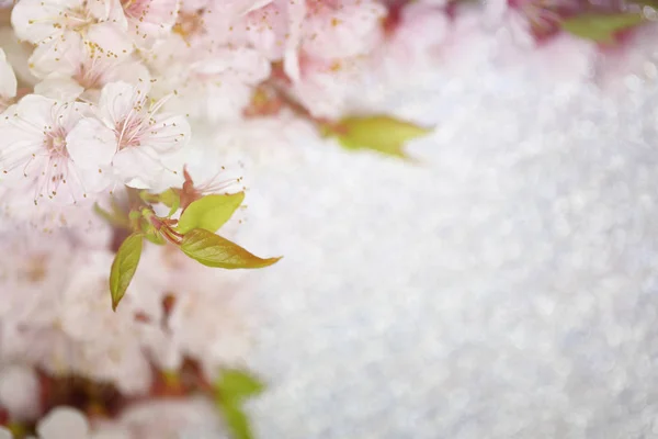 Background Spring Blossom Flowers Florial Background Copy Space — Stock Photo, Image