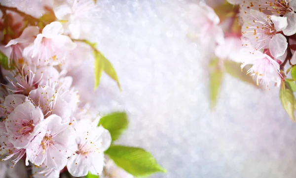 Background with spring blossom flowers. — Stock Photo, Image