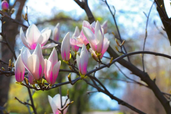 Beautiful  magnolia flowers in the spring  Blue sky background — Stock Photo, Image