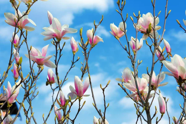 Beautiful  magnolia flowers in the spring  Blue sky background — Stock Photo, Image