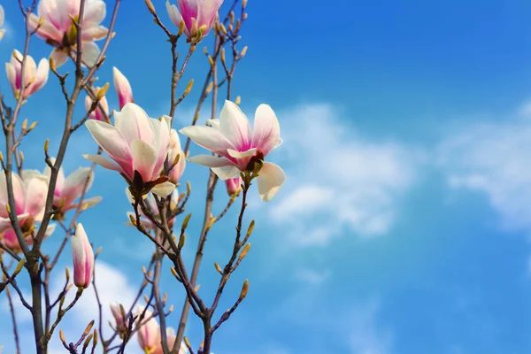 Beautiful  magnolia flowers in the spring  Blue sky background — Stock Photo, Image