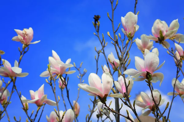 Schöne Magnolienblüten im Frühling blauer Himmel Hintergrund — Stockfoto