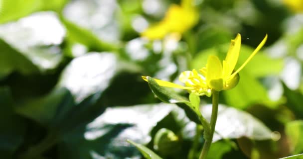 노란 봄 꽃 꽃. — 비디오